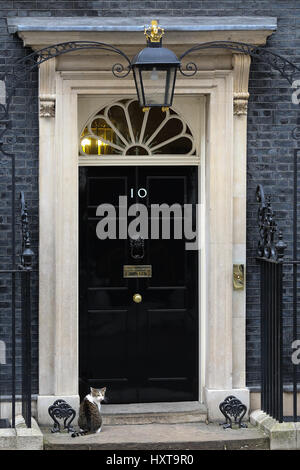 Downing Street, London. UK 29 Mar 2017 - 10 years old, Larry is the Chief Mouser on the steps of No 10 Downing Street. Credit: Dinendra Haria/Alamy Live News Stock Photo