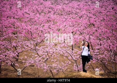 Yuncheng, China's Shanxi Province. 29th Mar, 2017. A visitor takes selfie with peach blossoms in Pinglu, north China's Shanxi Province, March 29, 2017. Credit: Liu Wenli/Xinhua/Alamy Live News Stock Photo
