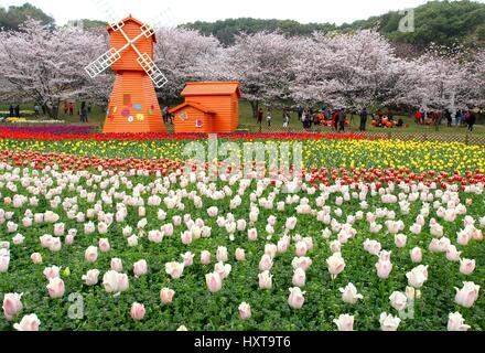 Suzhou, China's Jiangsu Province. 29th Mar, 2017. Tulips are pictured in front of cherry blossoms at the Shangfangshan national forest park in Suzhou, east China's Jiangsu Province, March 29, 2017. Credit: Wang Jianzhong/Xinhua/Alamy Live News Stock Photo