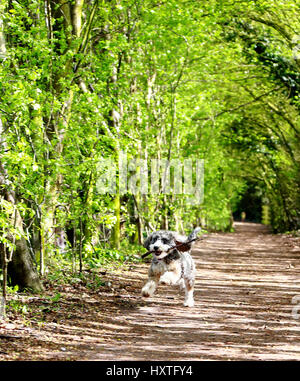 Peterborough, UK. 30th Mar, 2017. Cookie the cockapoo dog enjoys running through rays of sunshine in a tunnel of trees on a sunny day in Nene Park, Peterborough, Cambridgeshire, on March 30, 2017. Credit: Paul Marriott/Alamy Live News Stock Photo