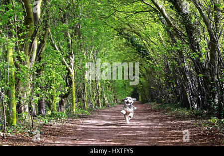 Peterborough, UK. 30th Mar, 2017. Cookie the cockapoo dog enjoys running through rays of sunshine in a tunnel of trees on a sunny day in Nene Park, Peterborough, Cambridgeshire, on March 30, 2017. Credit: Paul Marriott/Alamy Live News Stock Photo