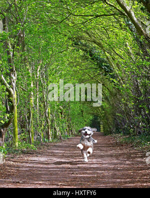 Peterborough, UK. 30th Mar, 2017. Cookie the cockapoo dog enjoys running through rays of sunshine in a tunnel of trees on a sunny day in Nene Park, Peterborough, Cambridgeshire, on March 30, 2017. Credit: Paul Marriott/Alamy Live News Stock Photo