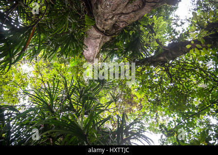 Dense tree leaves and tall tree of tropical rainforest. Stock Photo