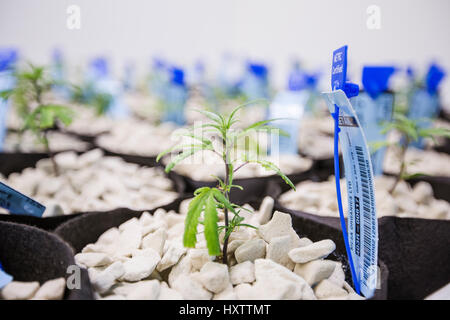 a close up of young cannabis plant growing in an indoor hydroponic grow facility. Stock Photo
