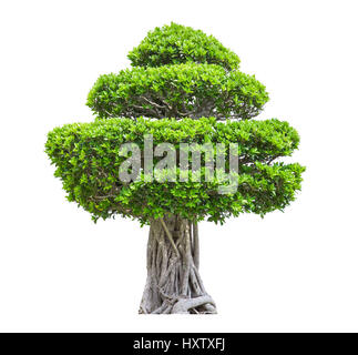 Bonsai tree in garden isolated on white background Stock Photo