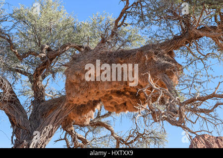 huge nest of weaver birds seen in Namibia, Africa Stock Photo