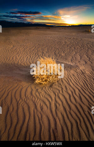 Single Tumble Weed on Sand dune at sunset in the Nevada Desert. Stock Photo