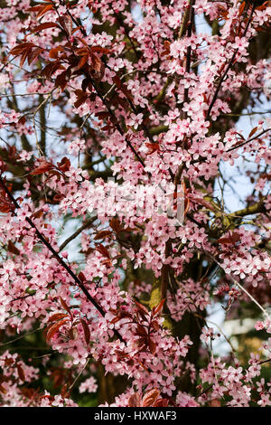 Cherry Plum tree (Prunus cerasifera Nigra), pink blossom flowering Stock Photo