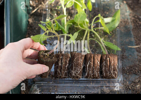 Tomato plug plants seedlings delivered by post - buying plants by mail order Stock Photo