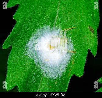 Crab Spider or Flower Spider (Lehtinelagia evanida) laying eggs in its egg cocoon (formerly Diaea evanida), New South Wales, NSW, Australia Stock Photo