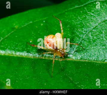 Comb-footed Spider or Tangle-web Spider or  Cobweb Spider (Theridiid sp.) with parasite larva attached to it , New South Wales, NSW, Australia Stock Photo