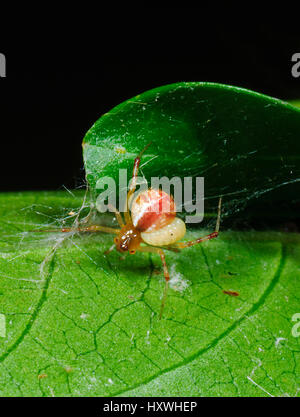 Comb-footed Spiders (Theridiidae Stock Photo - Alamy