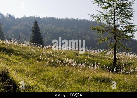 früher Morgen auf der Gipperalm mit Blumenwiese, schräg einfallender Sonne, Lärche und Fichten in Heiligenblut, Kärnten, Österreich Stock Photo