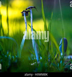 Two mushrooms, both rather worn and decayed,  blades of grass,  a newly emerged mushroom, a glowing yellow and soft green background, macro beauty. Stock Photo