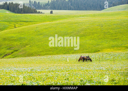 Kalajun grassland of Tekes County,Sinkiang,China Stock Photo