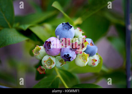 Blueberries maturing Stock Photo