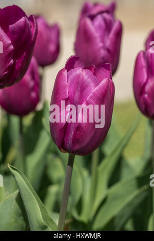 The single early tulip purple prince, march april seasonal flower Stock Photo