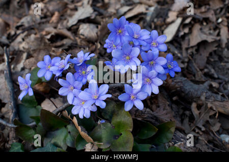 Leberblümchen, liverwort, liverleaf or kidneywort flourishing on forest ground Stock Photo