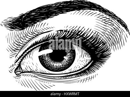 Hand-drawn beautiful female eye, sketch. Makeup, beauty salon symbol. Vintage vector illustration Stock Vector