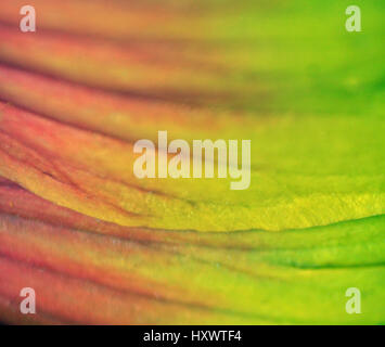 colorful flower leaves Stock Photo
