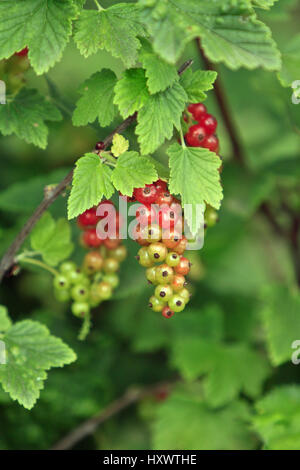 Currant plant Stock Photo