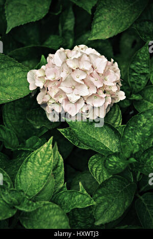 Hydrangea flower Stock Photo