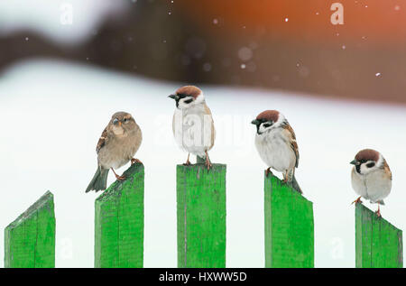 little funny birds sitting on a green wooden fence in snow Stock Photo