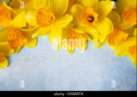 Amazing grunge background with Yellow flowers daffodils on turquoise texture. Beautiful Colorful Greeting Card for Mothers Day, Birthday, March 8. Top view, Flat lay. Horizontal Image With Copy Space Stock Photo