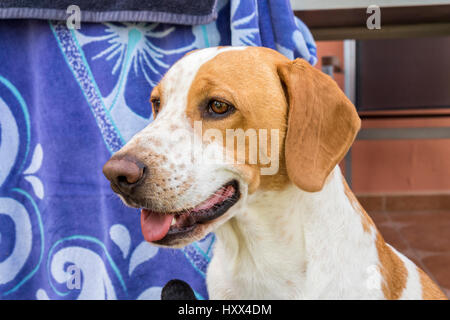 Funny beagle dog peering Stock Photo