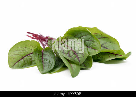 A bunch of fresh sorrel leaves with red veins on white background. Stock Photo