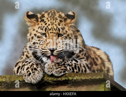 Amur Leopard (panther pardus orientalis) juvenile Stock Photo