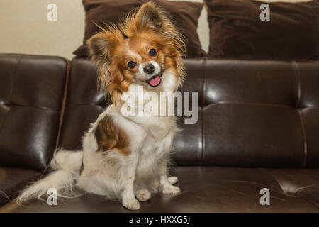 Papillon / Continental Toy Spaniel, Butterfly Dog Stock Photo