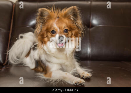 Papillon / Continental Toy Spaniel, Butterfly Dog Stock Photo