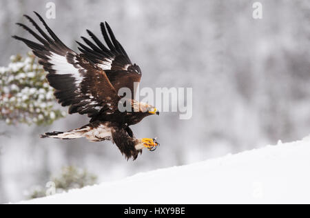 Golden eagle (Aquila chrysaetos) landing in snow, Flatanger, Norway. November. Stock Photo