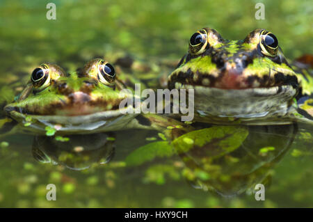 European edible frog (Rana esculenta) amongst duckweed, the Netherlands. Stock Photo