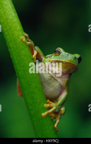 Common tree frog (Hyla arborea) on vegetation, the Netherlands. Stock Photo