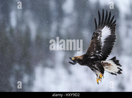 Golden eagle (Aquila chrysaetos) flying in snow, Flatanger, Norway. November. Stock Photo