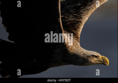 RF- White tailed sea eagle (Haliaeetus albicilla) in flight, Flatanger, Norway, June. Stock Photo