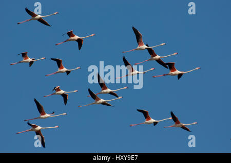 Flock of Greater flamingos (Phoenicopterus ruber) in flight,  Lesbos, Greece. Stock Photo