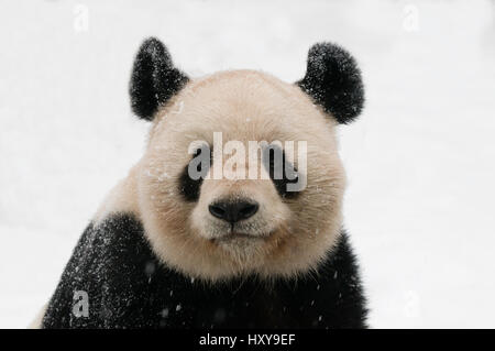 Head portrait of Giant panda (Ailuropoda melanoleuca) covered in snow, captive born in 2000. Stock Photo