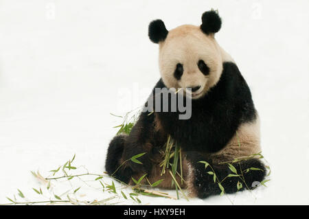 Giant panda (Ailuropoda melanoleuca) feeding on bamboo in snow. Captive born in 2000, occurs in China. Stock Photo
