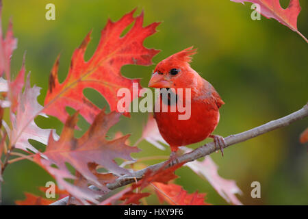 Northern Cardinal (Cardinalis cardinalis) immature male perched on Texas Red Oak (Quercus Texana). New Braunfels, San Antonio, Hill Country, Central Texas, USA. Stock Photo