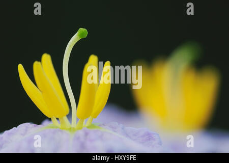 Silverleaf nightshade (Solanum elaeagnifolium) with stamen close up. Coastal Bend, Texas, USA. Stock Photo