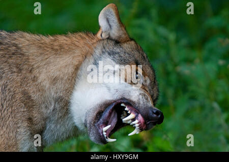 Grey wolf (Canis lupus) snarling with teeth bared, captive. Stock Photo