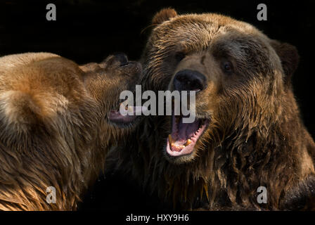 Two Kodiak / Alaskan brown bears (Ursus arctos middendorffi) fighting, captive. Stock Photo