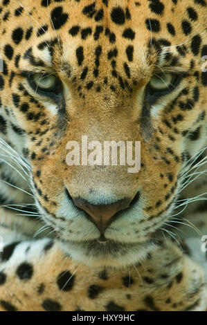 Jaguar (Panthera onca) head portrait, captive. Stock Photo