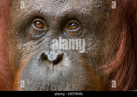 Orang utan (Pongo pygmaeus) head portrait of female, Semenggoh Nature reserve, Sarawak, Borneo, Malaysia. Endangered. Stock Photo