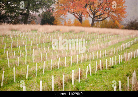 New planting of young sapling trees in protective plastic collars, Feanedock Wood, The National Forest, Derbyshire, UK. November 2010. Stock Photo