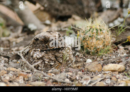 Common Poorwill (Phalaenoptilus nuttallii) adult on nest camouflaged. South Texas, USA. April. Stock Photo