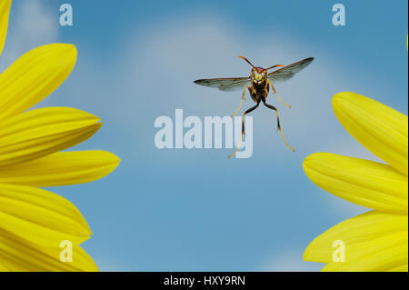 Paper wasp (Polistes sp) adult in flight over vivid yellow flowers. Dinero, Lake Corpus Christi, South Texas, USA. Stock Photo